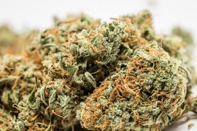 BC Sweet Tooth Weed; BC Sweet Tooth Cannabis Strain; BC Sweet Tooth Indica Marijuana Strain BC Sweet Tooth Weed; BC Sweet Tooth Cannabis Strain; BC Sweet Tooth Indica Marijuana Strain