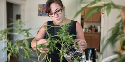 How to grow weed indoors for beginners How to grow weed indoors for beginners