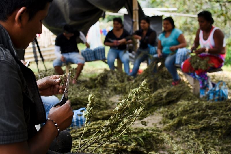 GettyImages 517003198 Colombia may soon supply the world with medical cannabis