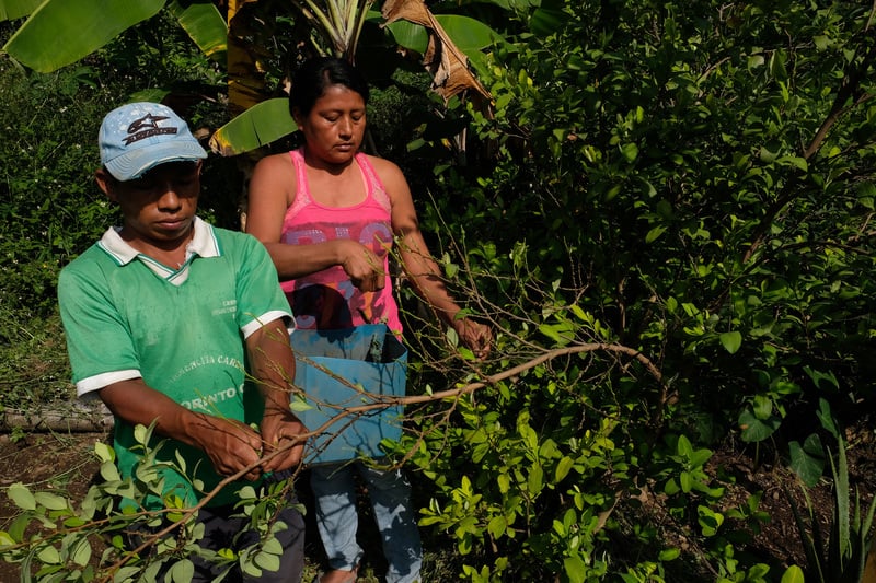 GettyImages 637996470 Colombia may soon supply the world with medical cannabis