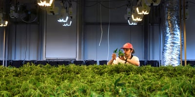 CBD Oil for Epilepsy Treatment Backed Up By More Studies CBD Oil for Epilepsy Treatment Backed Up By More Studies