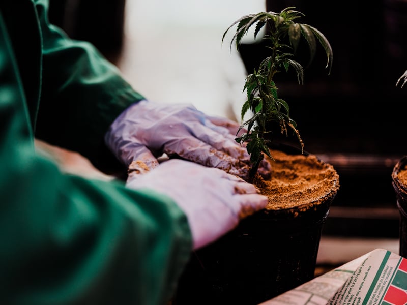 Green Relief 8 of 16 Aquaponics is the future of growing weed