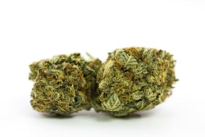 Mob Boss Weed; Mob Boss Cannabis Strain; Mob Boss Hybrid Marijuana Strain Mob Boss Weed; Mob Boss Cannabis Strain; Mob Boss Hybrid Marijuana Strain