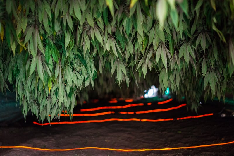 Nicolas Enriquez Marijuana 13 Photographer captures the tranquil life inside The Lost City Of Marijuana