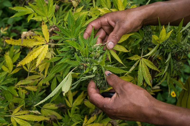 Nicolas Enriquez Marijuana 23 Photographer captures the tranquil life inside The Lost City Of Marijuana