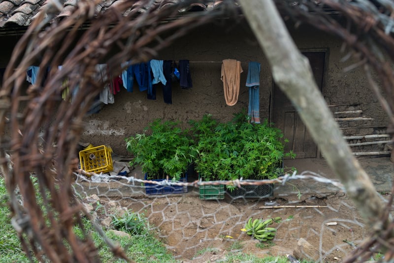 Nicolas Enriquez Marijuana 25 Photographer captures the tranquil life inside The Lost City Of Marijuana
