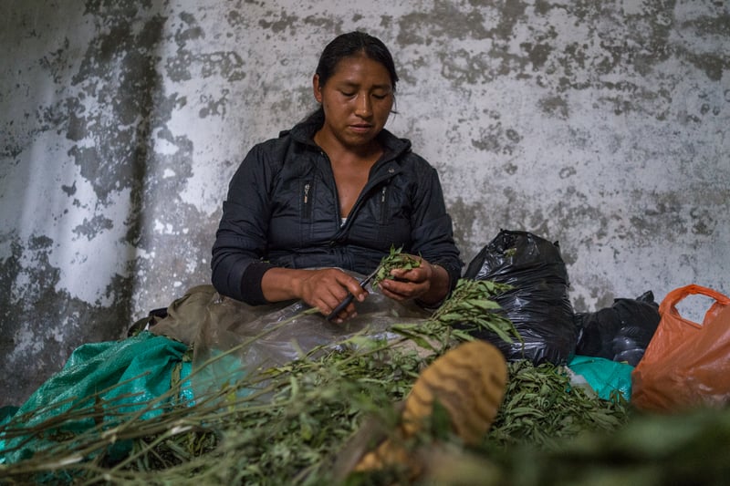 Nicolas Enriquez Marijuana 30 Photographer captures the tranquil life inside The Lost City Of Marijuana