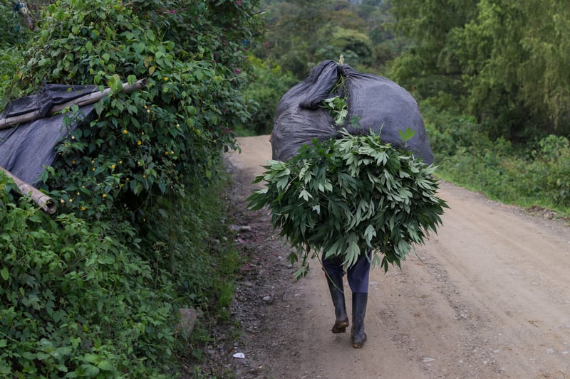 Nicolas Enriquez Marijuana 37 Photographer captures the tranquil life inside The Lost City Of Marijuana