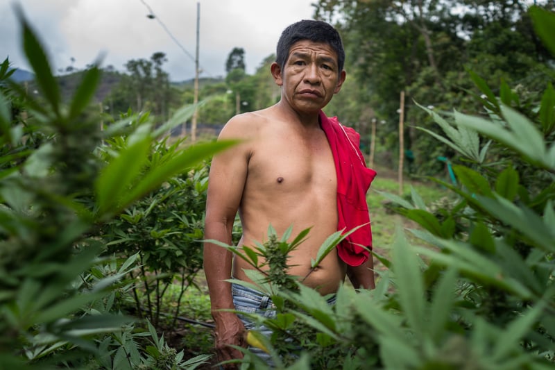 Nicolas Enriquez Marijuana 9 Photographer captures the tranquil life inside The Lost City Of Marijuana