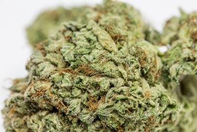 Venom OG Weed; Venom OG Cannabis Strain; Venom OG Hybrid Marijuana Strain Venom OG Weed; Venom OG Cannabis Strain; Venom OG Hybrid Marijuana Strain