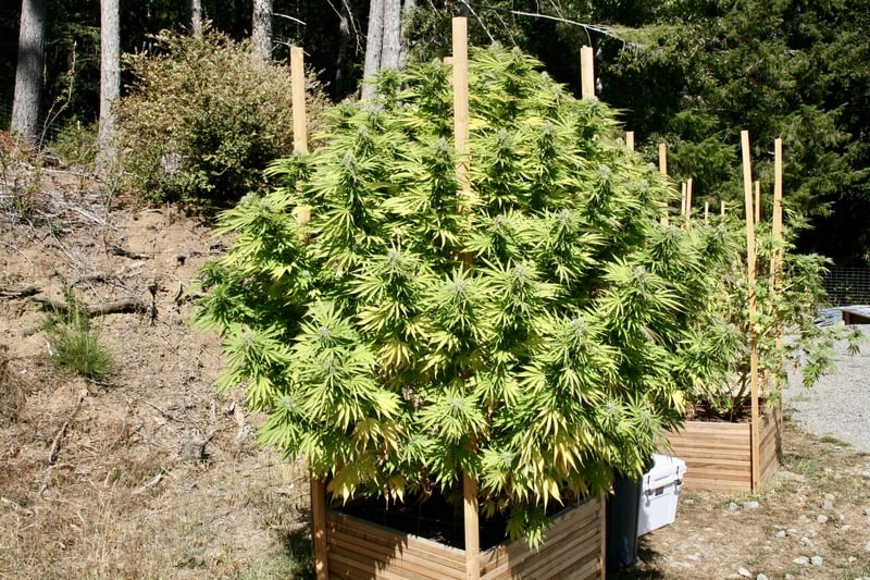 37228371652 b6890e2a4d o U.S. Marijuana Seizures Fell Nearly 40 Percent in 2017: DEA Report