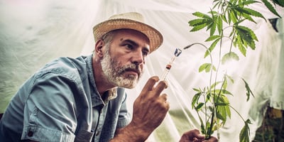 Portrait of Cannabis farmer apply chemical modification to plant. The question many are asking is are weed strain names legit? Portrait of Cannabis farmer apply chemical modification to plant. The question many are asking is are weed strain names legit?