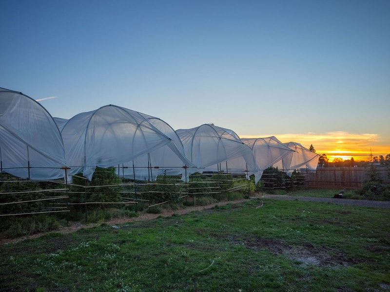 Cannabis Surpasses The Wine Industry In Southern Oregon2 Cannabis Surpasses The Wine Industry In Southern Oregon
