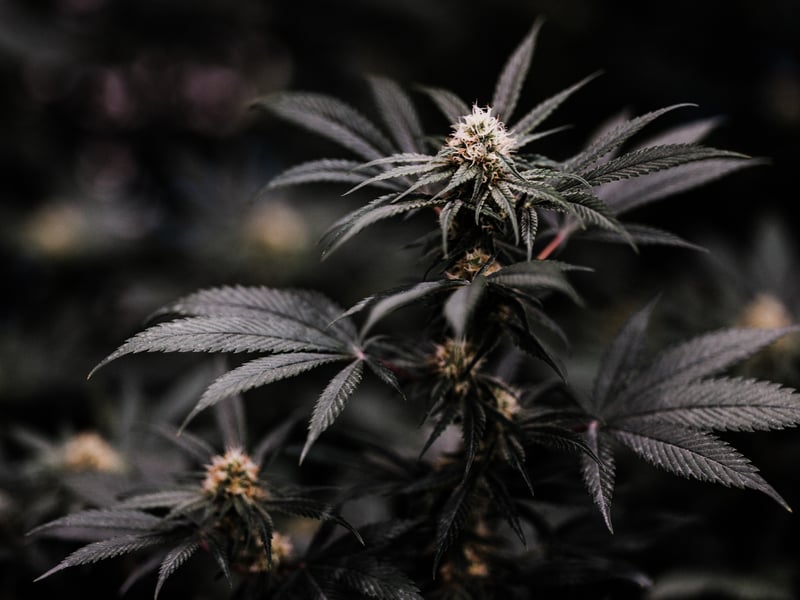 Green Relief 16 of 16 What Are Primary And Secondary Cannabis Terpenes?