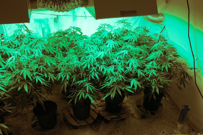 How to Grow Weed in Your Apartment 3 How To Grow Weed In Your Apartment
