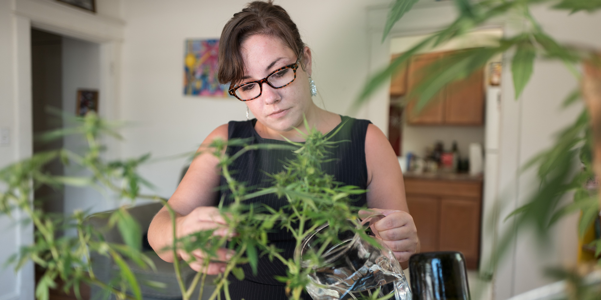 How To Grow Weed In Your Apartment The Ultimate Apartment Growing Guide