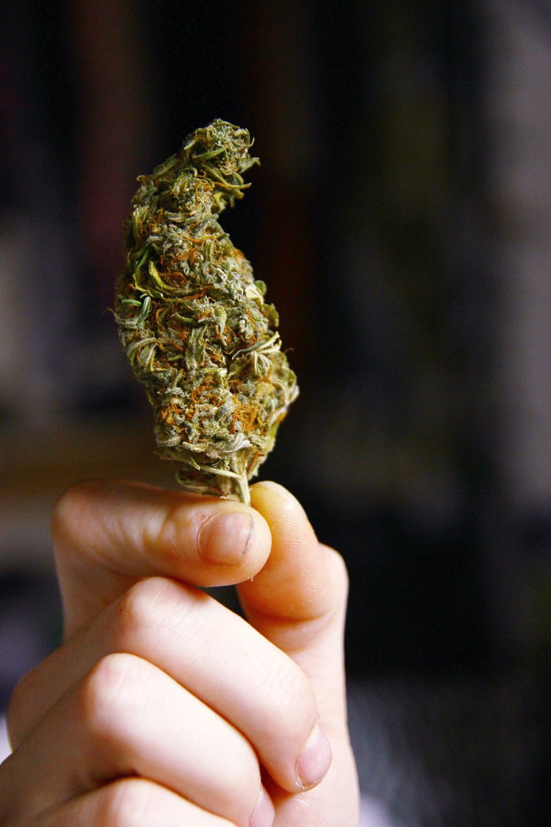 What are Primary and Secondary Cannabis Terpenes2 Herb What Are Primary And Secondary Cannabis Terpenes?