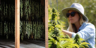 Woman tending to Cannabis plants in Humboldt, California Woman tending to Cannabis plants in Humboldt, California