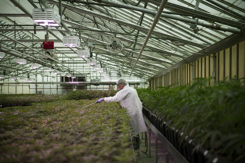 AphriamakesasmallinvestmentinAfrica Canadian Cultivator Aphria Bets On A Future African Cannabis Market