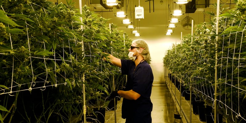 Worker examines plants in a Las Vegas, Nevada based Cannabis facility. Indoor cannabis grows are said to use an extraordinary amount of light and energy. That's why in many states they qualify for energy grants, but Maine won't be one of them.