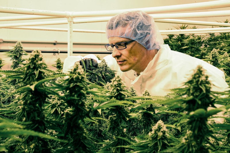 Massachusetts AG allows recreational bans to continue Massachusetts Allows Counties To Ban Cannabis Businesses For Another Year