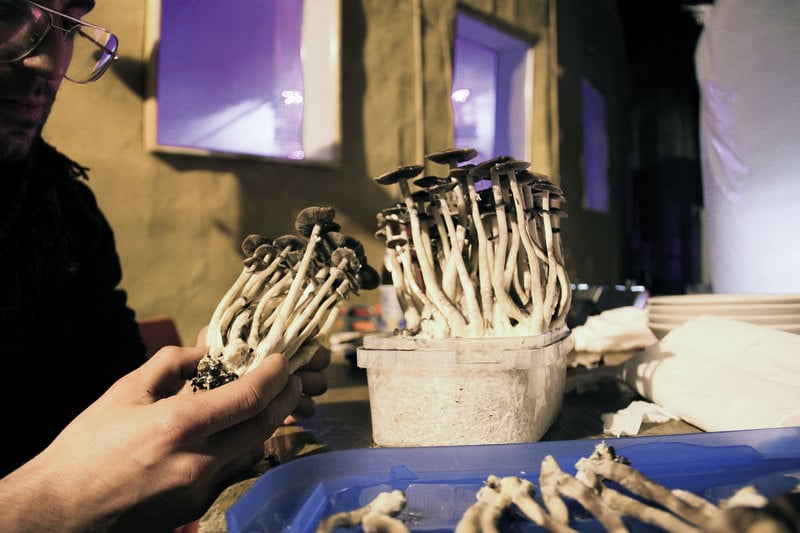 Researchers at Johns Hopkins Want to Know How Psychedelics Changed Your Life 1 Researchers at Johns Hopkins Want to Know How Psychedelics Changed Your Life