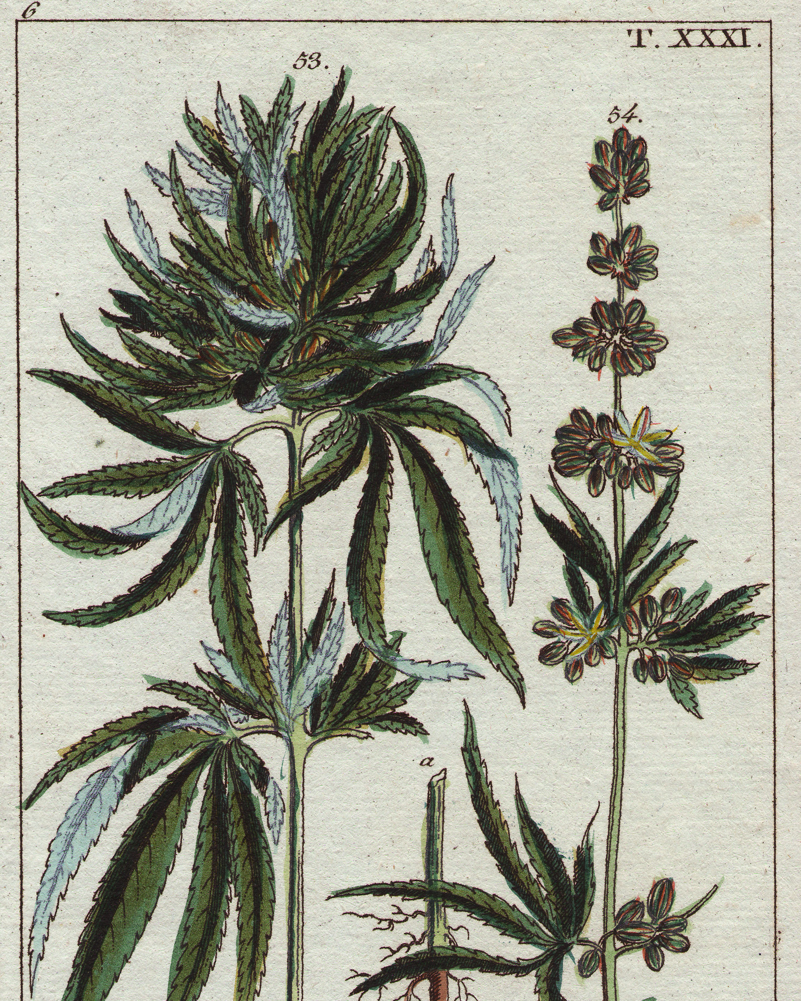 photo of The History of Marijuana–or Most of What You Should Know By Now image